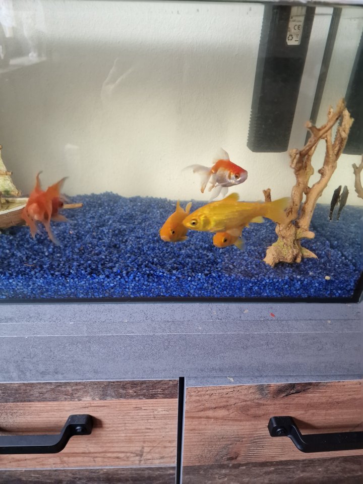 Goldfische zu verschenken - Goldfisch - Bad staffelstein