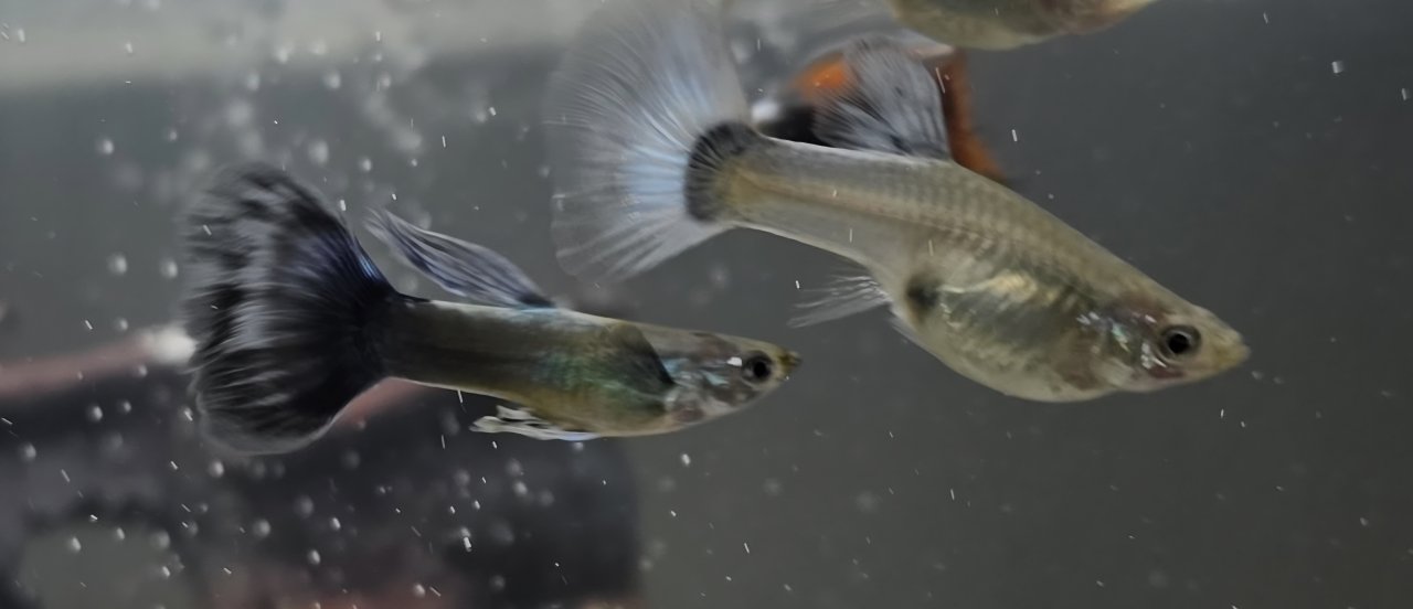 Guppy babys zu verkaufen - Guppy - Frankfurt