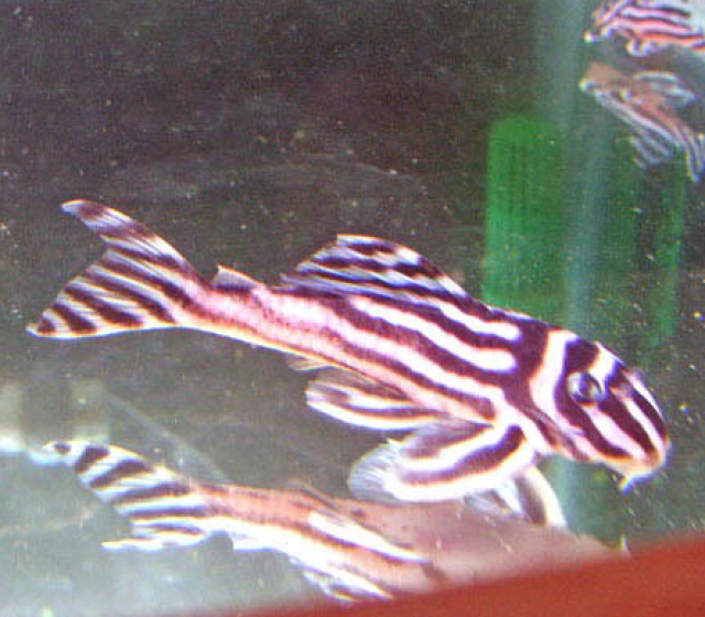 Qualität L046 Zebra Pleco - Wels - Bremen, Stadt