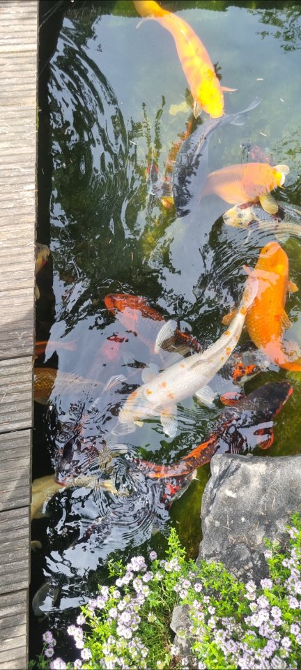 Koi - Koikarpfen aus privater Nachzucht - Koi - Rudersberg 