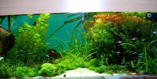 Günstige Aquarienpflanzen aus eigener Zucht - Pflanzen - Garmisch-Partenkirchen