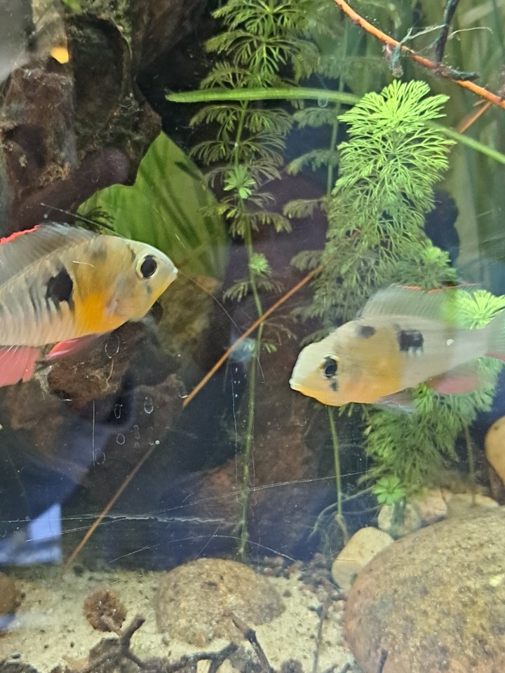 Mikrogeophagus altispinosus  ( Bolivianischer Schmetterlingsbuntbarsch  ) - Barsche - Köln
