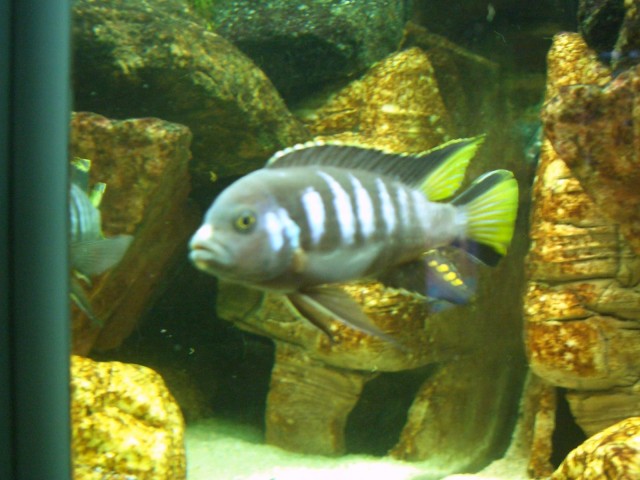 Pseudotropheus elongatus chewere  - Barsche - Potsdam
