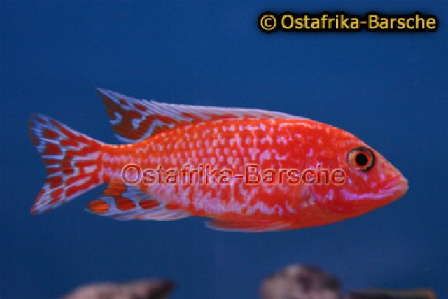 Aulonocara firefish Coral - Barsche - Bochum
