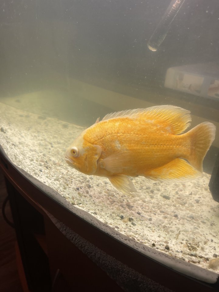 Astronotus ocellatus Pfauenaugenbuntbarsch - Barsche - Warmensteinach