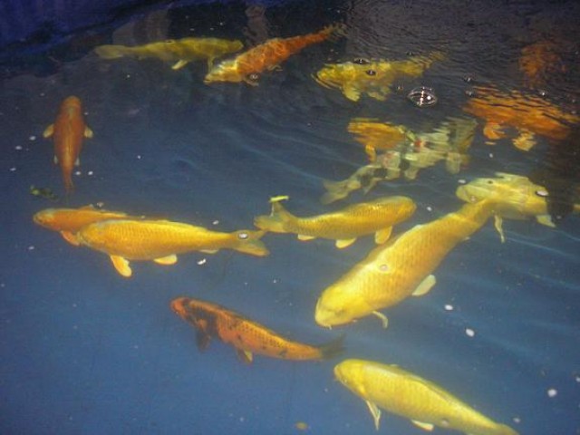 Koi`s zu verkaufen - Koi - Leinfelden