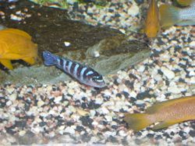 Pseudotropheus demasoni - Barsche - Grevenbroich