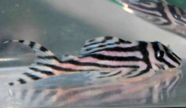  L46 Hypancistrus Zebra (mehr vorhanden) zu verkaufen - Wels - Munich