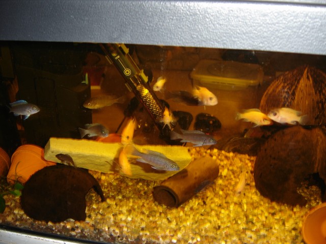 Barsche-Chilidien - Fische Sonstige - Rhjeinfelden