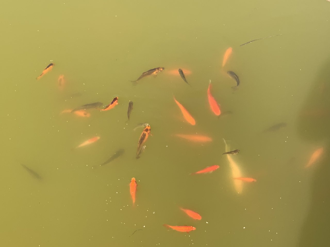 Goldfische aus großem Teich - Goldfisch - Niederkrüchten 