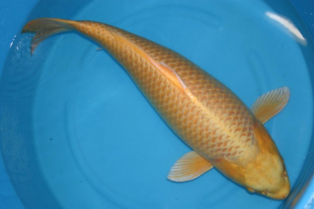 Suche Koi ab 80cm - Showa / Asagi / Shiro Utsuri / Hi Utsuri und andere... - Koi - Oldenburg