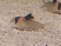25x Corydoras Burgessi 3,5 - 4 cm **Rarität** - Wels - Halle