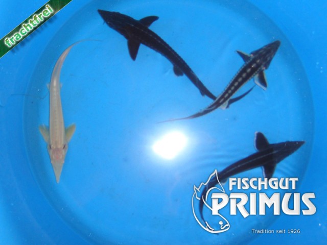 MINI-Störangebot - Größe 20-30 cm - Fische Sonstige - Iserlohn