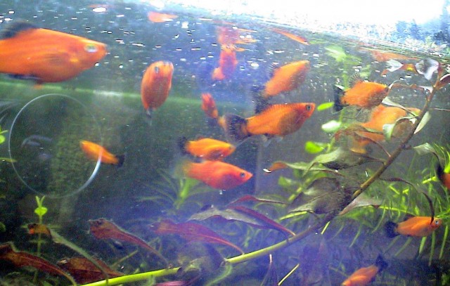 Junge Platys zu verschenken - Fische Sonstige - Bexbach