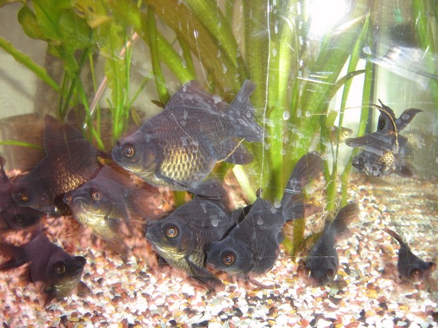 Teleskopschleierschwanz (schwarz) - Fische Sonstige - Rheinfelden