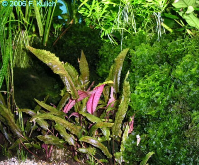 Süßwassertang - Pflanzen - Schwelm