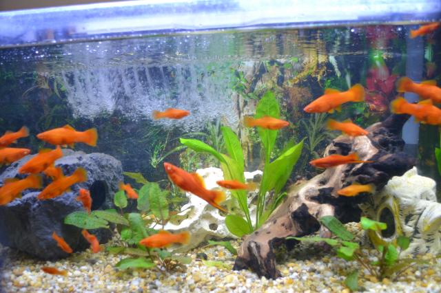 Süsswasserfische - Salmler - Laakirchen