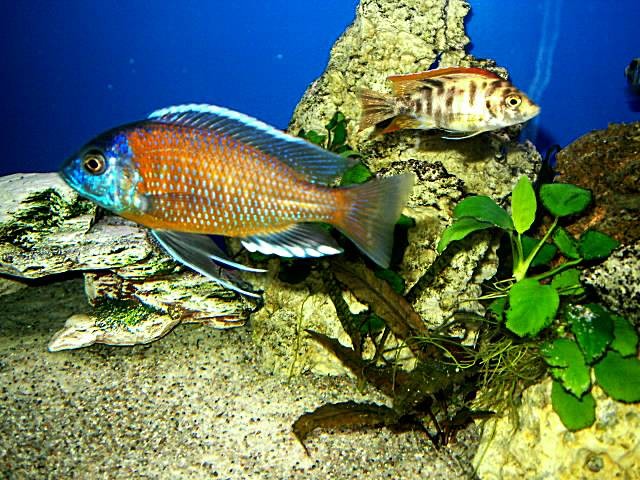 Copadichromis borleyi kadango Red Fin zu verkaufen - Barsche - tettnang