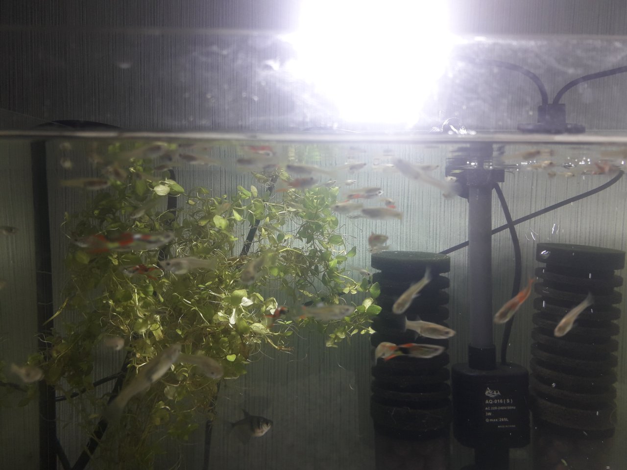 Ender Guppys in guten Händen geben - Guppy - Moers