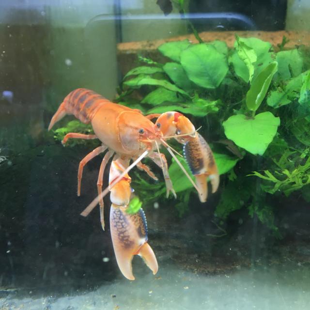 Cherax volcano  - Krebs - Neuenkirchen