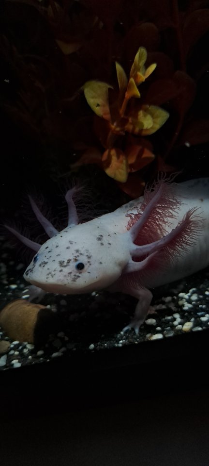 Axolotl Jungtiere ab 15 cm - Krebs - Hattingen