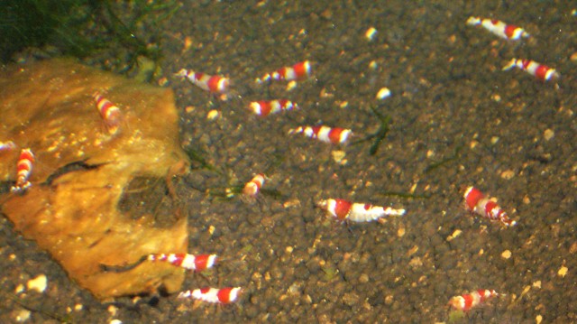 Crystal Red / Red Bee und weitere Garnelenarten - Garnele - Göttingen