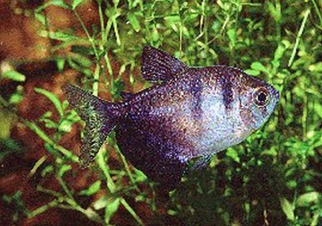 Trauermantelsalmler - Salmler - Sundern