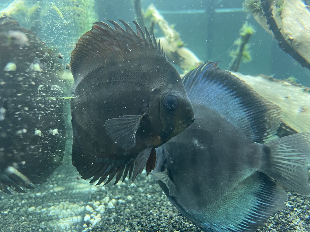 Diskusfische / Aquariumauflösung - Diskus - Duderstadt