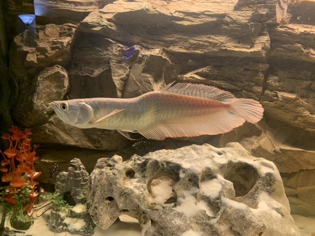 Arowana Knochenzüngler - Osteoglossum bicirrhosum ~30cm - Fische Sonstige - Haan