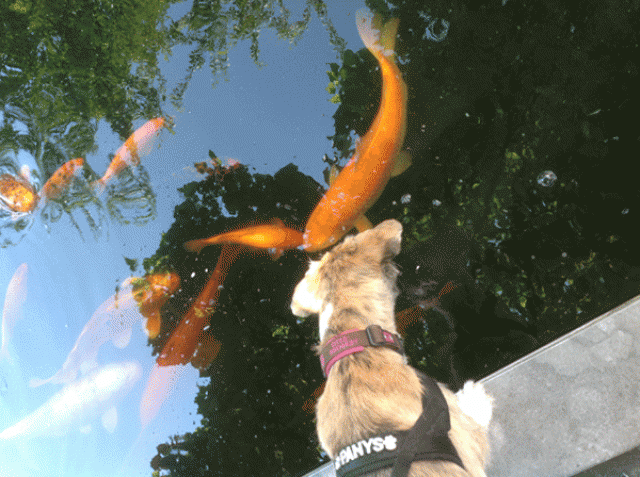 Koi-Mix 3mm Premio Premium Fischfutter - Koi - Buchholz