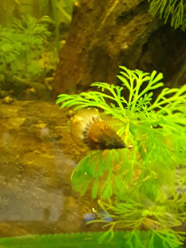 Gestachelten Turmdeckelschnecke - Schnecken - Köln