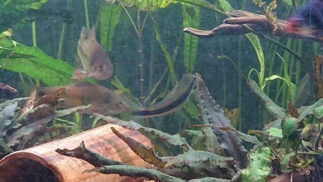 Siamesische Rüsselbarben - Fische Sonstige - Oldenburg