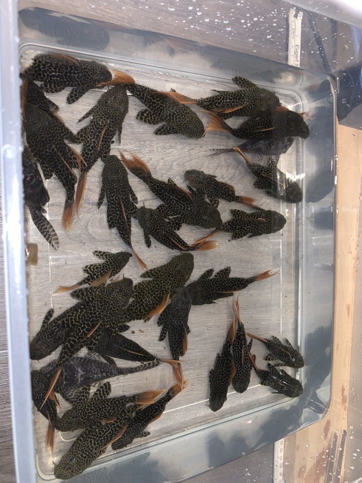 L600 nz potamotrygon cichla Diskus l46 - Wels - Birstein