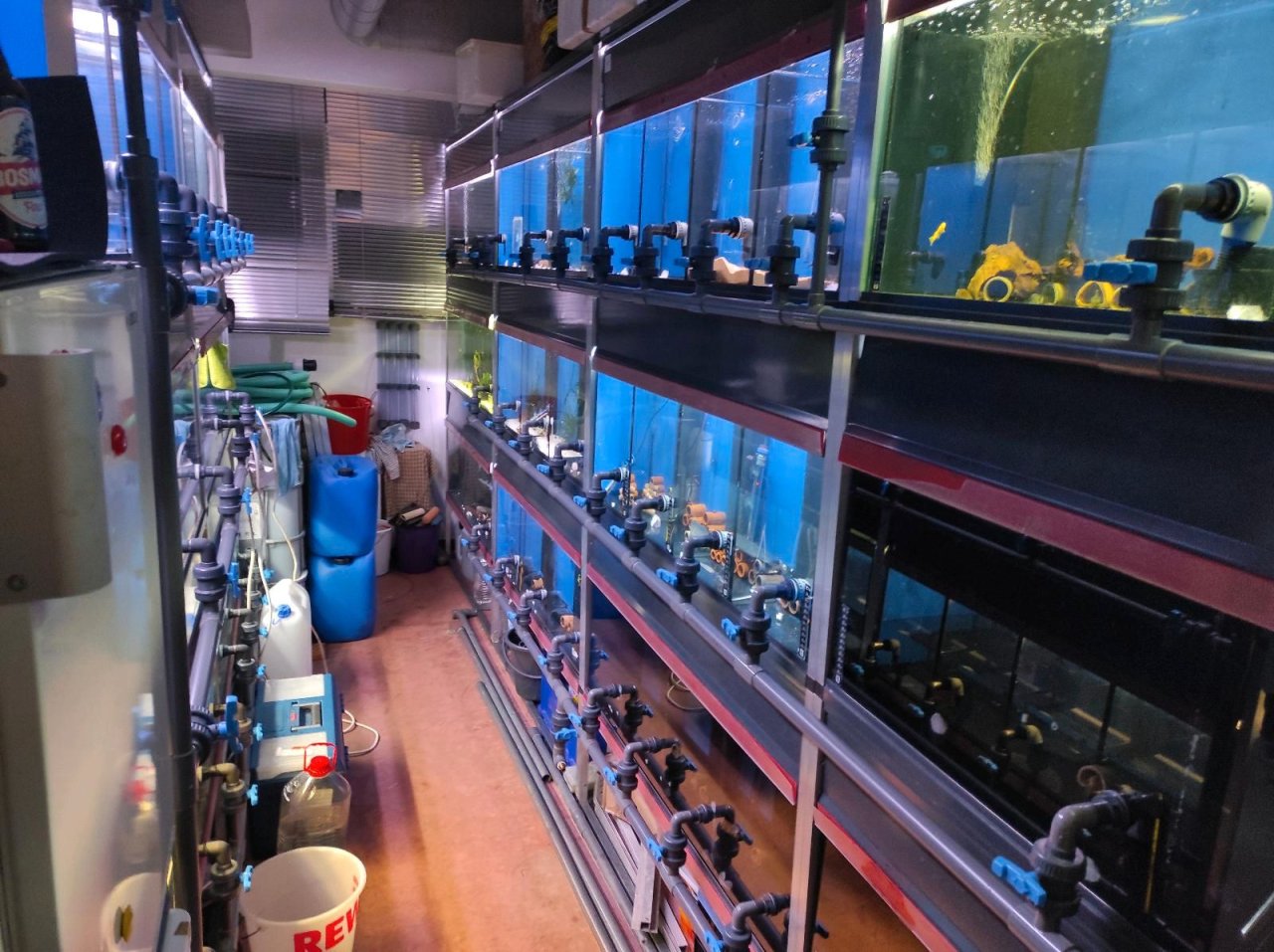 Profi Aquarium - Fisch-Zuchtanlage mit Ablaufvorrichtung - Aquarium - Halle