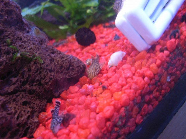 Junge Antennenwelse abzugeben - Wels - Halver