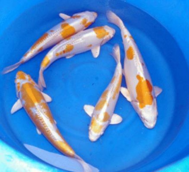 Saisonbeginn bei Fördefisch / Koikarpfen-Teichfische-Biotopfische-Teichmuscheln - Koi - Jarplund-Weding