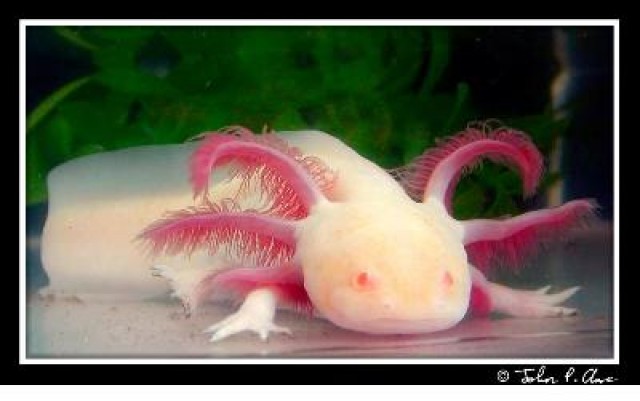 Suche in nähe axolotl-gold (Ambystoma-Mexicanum) - Aquarium - kochendorf 