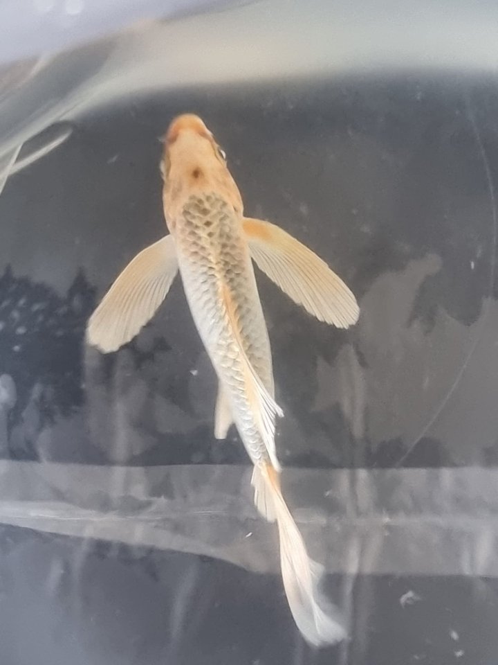 Butterfly Kois 10€ Festpreis - Koi - Geringswalde