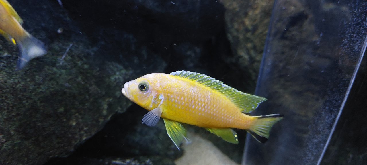 Metriaclima Daktari Ngombe 12stück malawi - Barsche - Fleckenberg