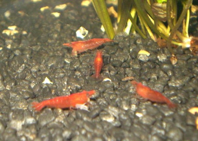 Red Cherry Garnelen - Garnele - Oestrich-Winkel