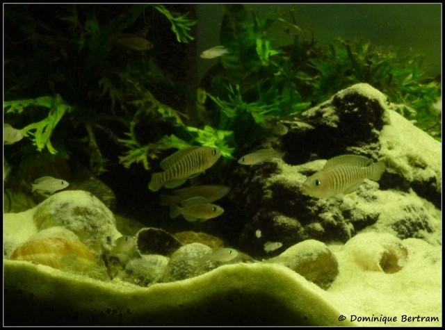 Schneckenbuntbarsch - Neolamprologus multifasciatus - Barsche - Rödermark