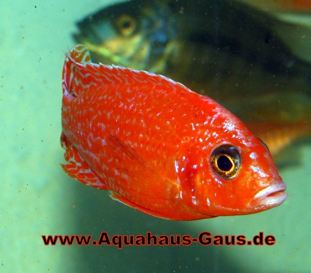 Aulonocara Fire Fisch und viele weitere Fische... - Barsche - Neustadt/Hessen