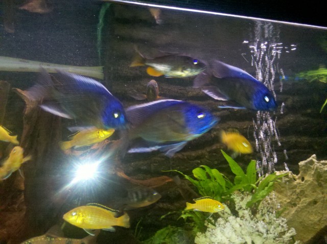Kadango red fin und yellows - Barsche - Rhönblick