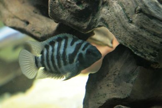 Zebrabuntbarsche (Archocentrus nigrofasciatus) zu verkaufen - Barsche - Villingen-Schwenningen