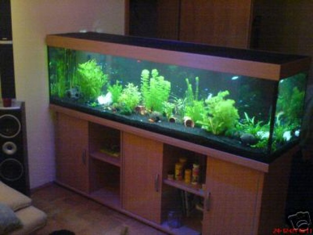 Aquarium 560L mit Bucheunterschrank, Pumpe u Heizung - Aquarium - Mönchengladbach
