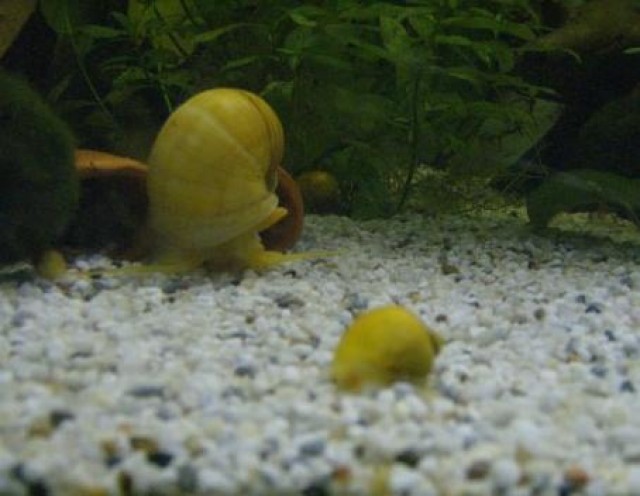 Reinerbige Gold/gelbe Apfelschnecken ca.1 - 2 cm - Schnecken - Zschepplin