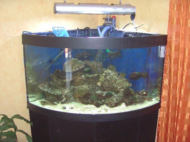 Komplett oder nur Inhalt ? Meerwasseraquarium - Aquarium - Geldern