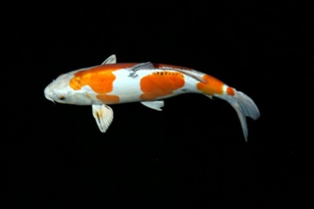 Teichfische-Gartenteich Fische günstig online bestellen // Fa.Fördefisch  Shop - Goldfisch - Handewitt