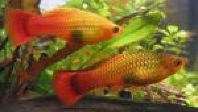 Platys abzugeben! - Fische Sonstige - Düsseldorf