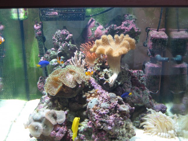 Verkaufe Meerwasseraquarium mit Besatz - Aquarium - Roetgen